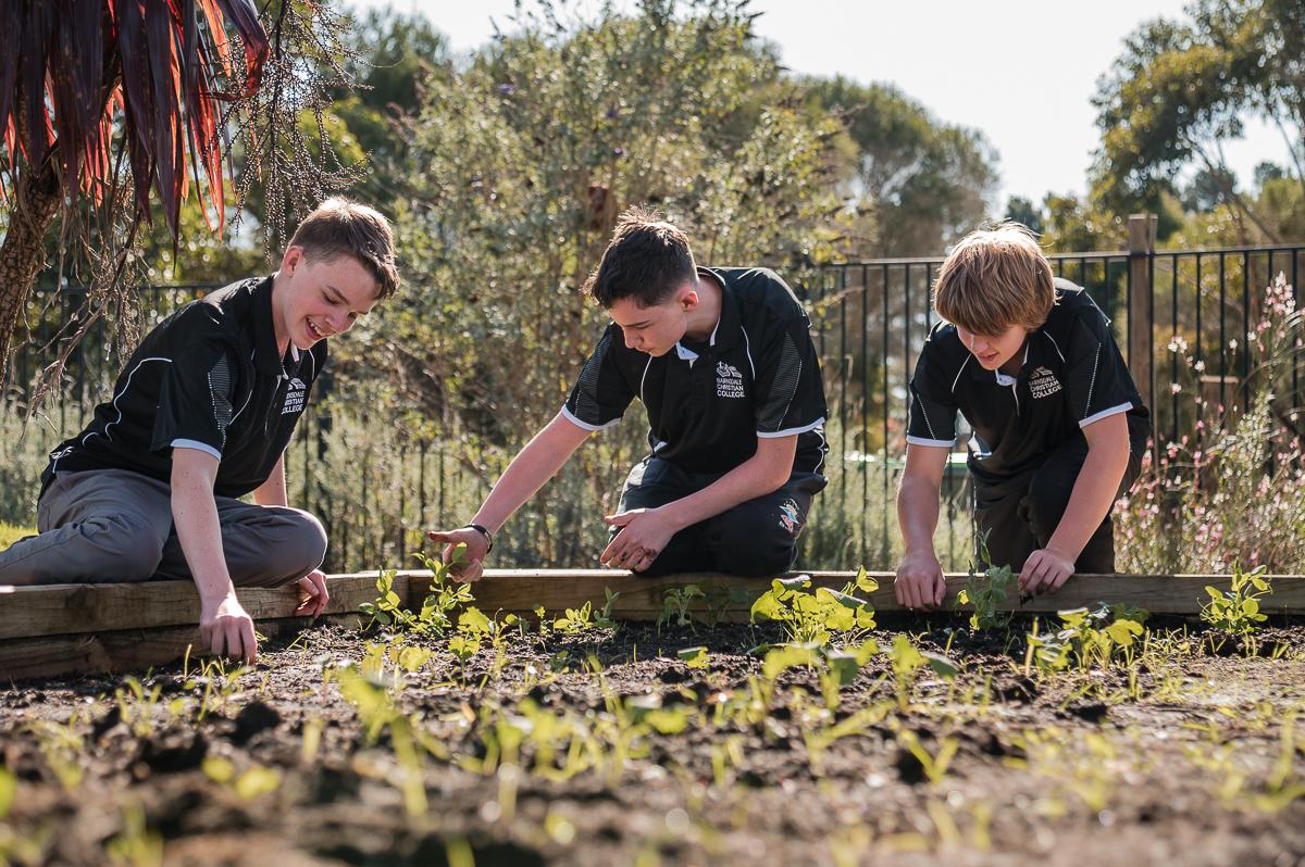 Three secondary school students collaborating on agriculture project in school garden.
