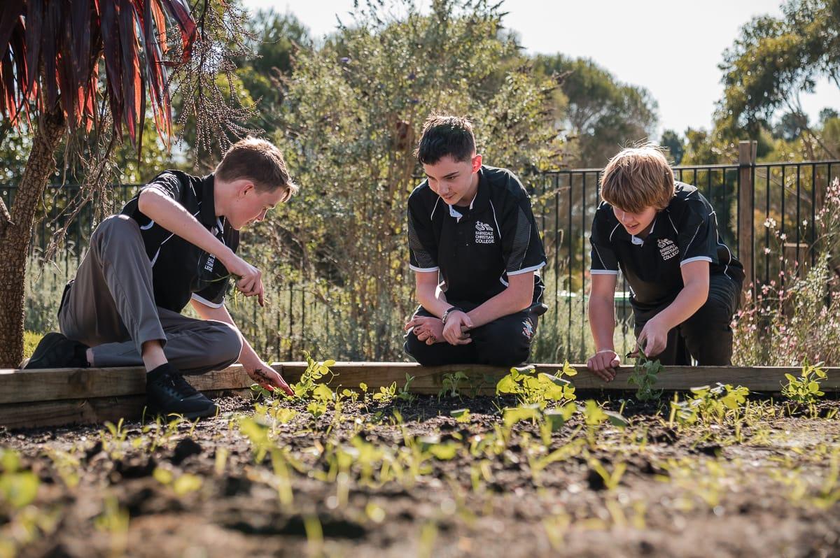 Three middle school boys tending to plants in a school garden, illustrating growth, responsibility, and the balance of challenge and care in a Christian learning environment.